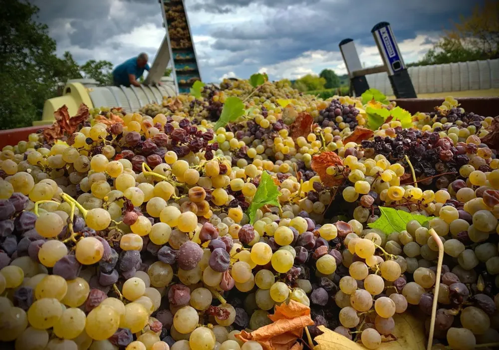 Producteur de vin à Saint-Laurent-des-Vignes
